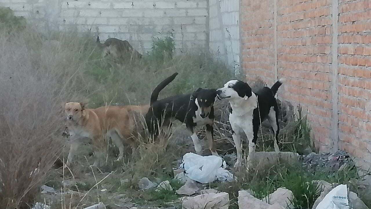 Denuncian animalista de Salamanca labor de unidad del Centro de Control, 'perros son llevados a centro de exterminio'