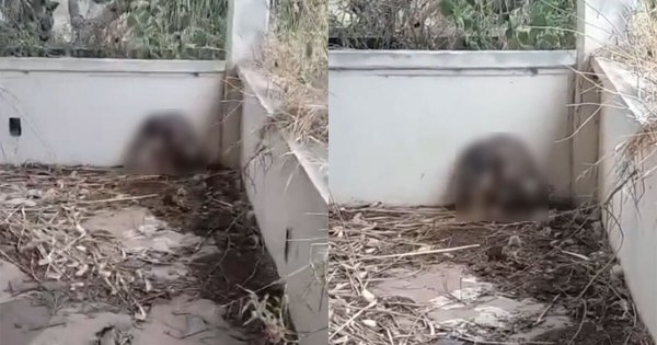 ¿Brujas en México? Impacta en redes video de supuesta criatura en Ciudad Juárez