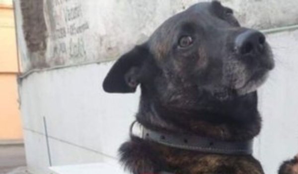 Homenajean a Marshall, perrita rescatista de Acámbaro, en el Día Mundial del Perro