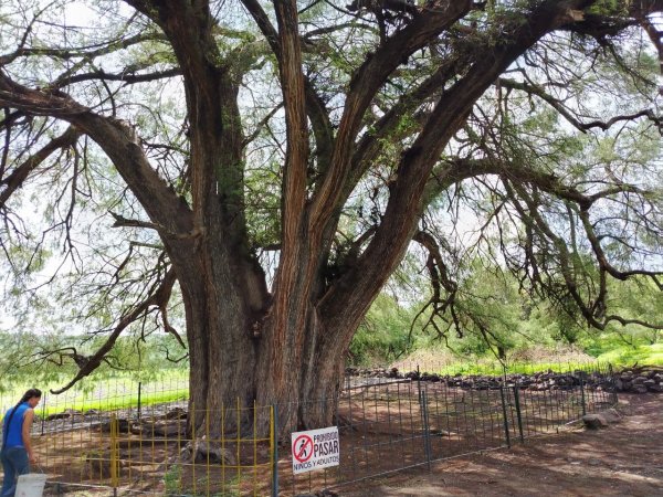 El Sabino: el árbol de más de 800 años, un atractivo más de San Francisco del Rincón