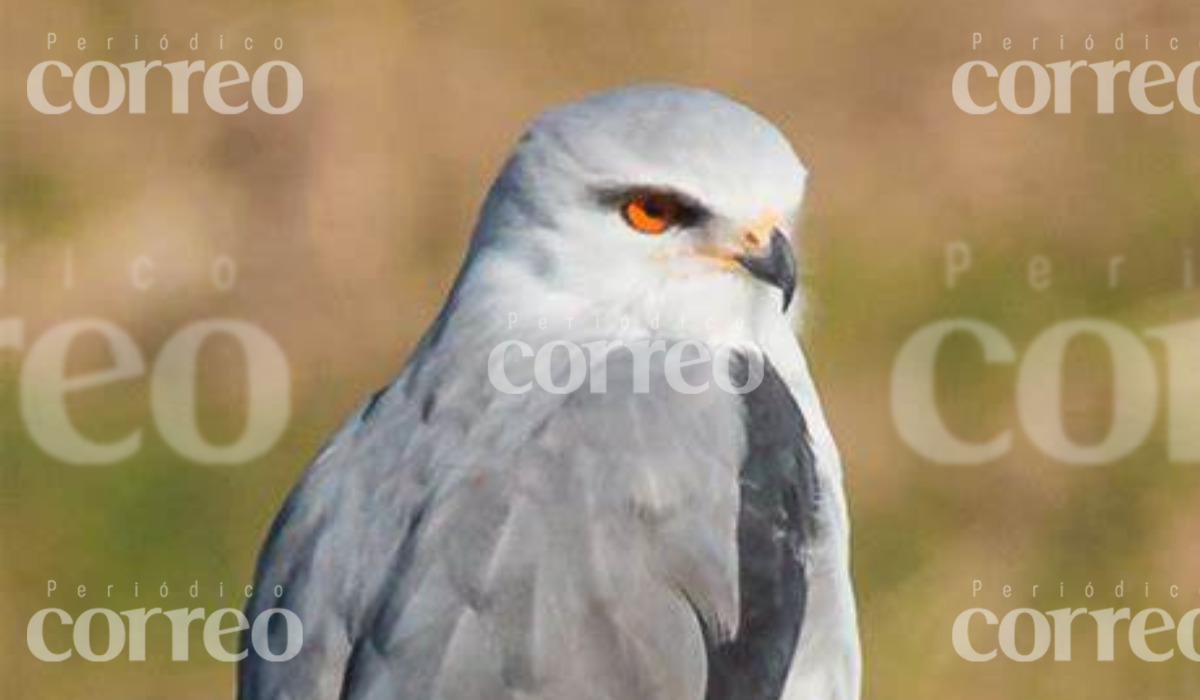 Rescatan elanio de ojos rojos en Celaya