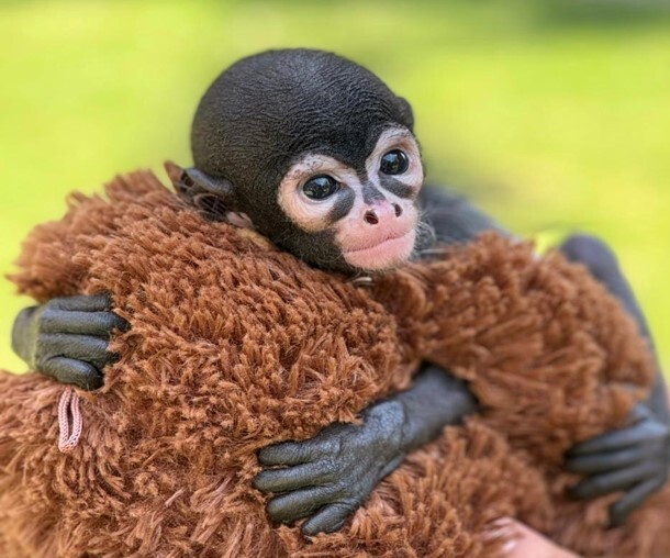 ¿Ya conoces a Ramsés, el changuito bebé del Parque Zoológico de Irapuato?