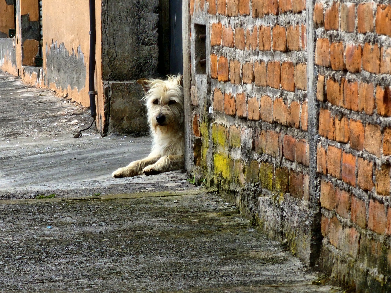 ¿Qué se celebra hoy 27 de julio 2024 en México? Día Mundial del Perro Callejero