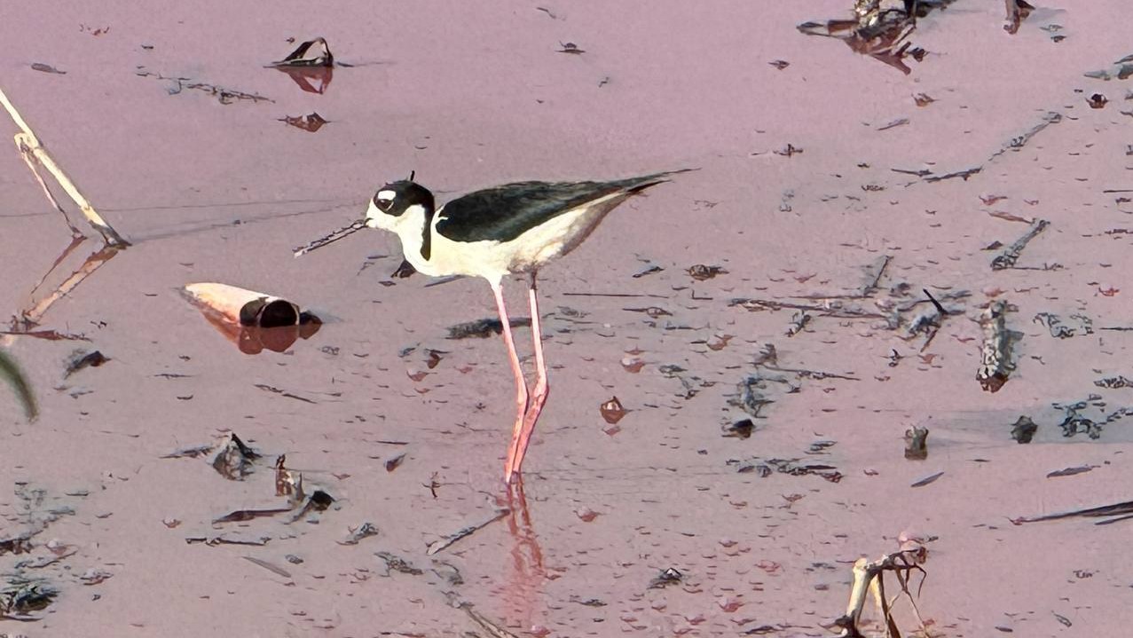 Conagua no atenderá Presa Rosa en León; Sapal y PAOT aún sin informar origen contaminante 