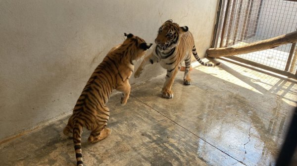 ¿Ya conoces a la familia de tigres que están en el Zoológico de León?