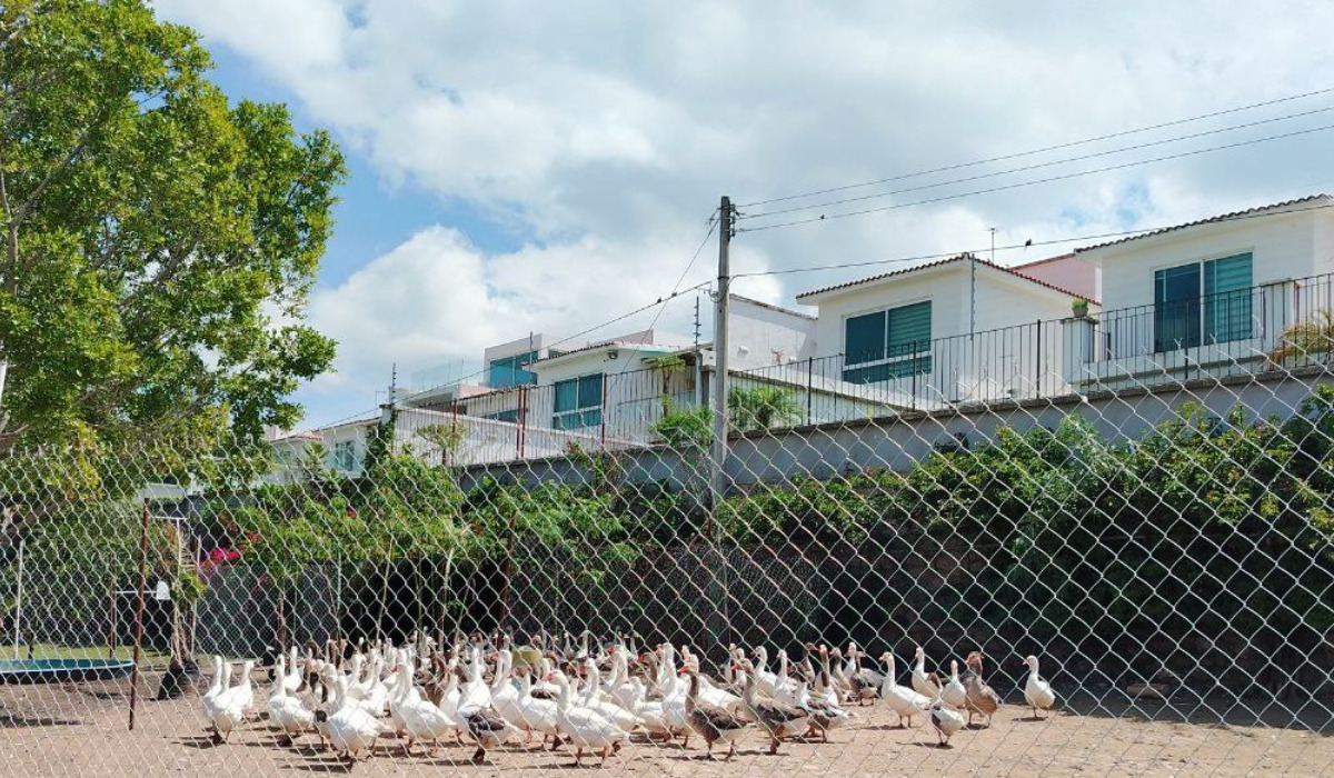 Liberan a 180 gansos domésticos en la presa del Palote de León, Gto.