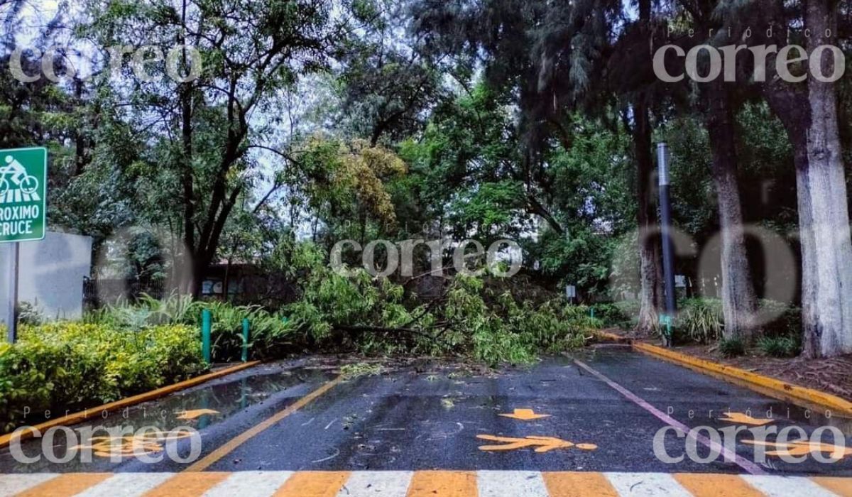 Cierran Parque Irekua de Irapuato tras fuerte tormenta que derribó varios árboles