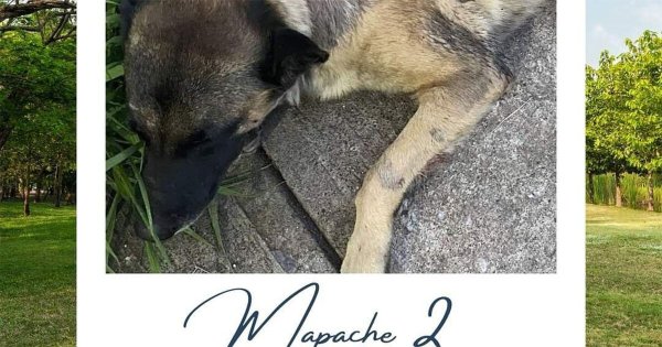 Estudiantes de la UTS piden apoyo para ‘Mapache 2’, perrito atropellado en Salamanca 