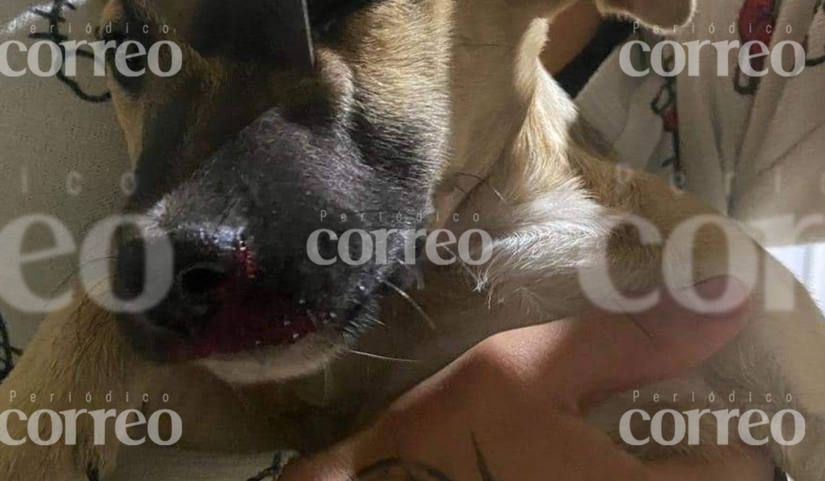 Locura en Celaya: comerciante ataca a cachorro con cuchillo