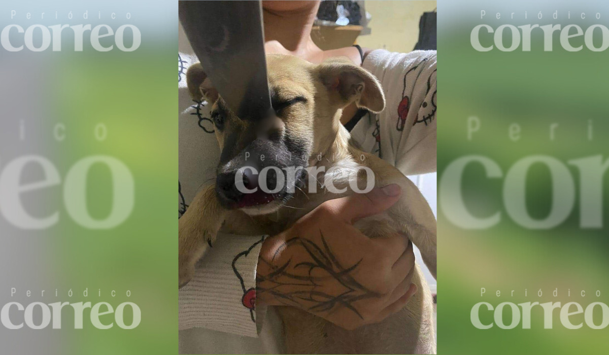 Locura en Celaya: comerciante ataca a cachorro con cuchillo