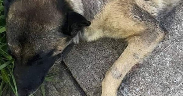 ¿Cómo está Mapache 2, el perrito atropellado afuera de la UTS en Salamanca? 