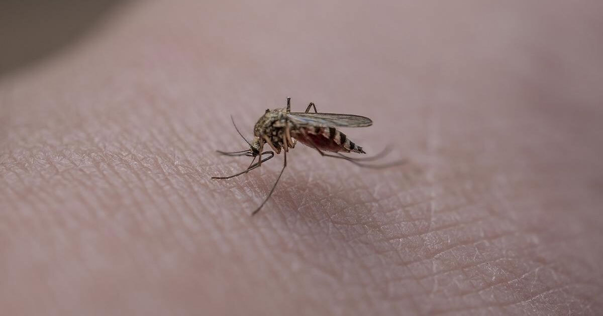 Silao suma 148 casos confirmados de dengue, ¿cómo saber si estás contagiado?