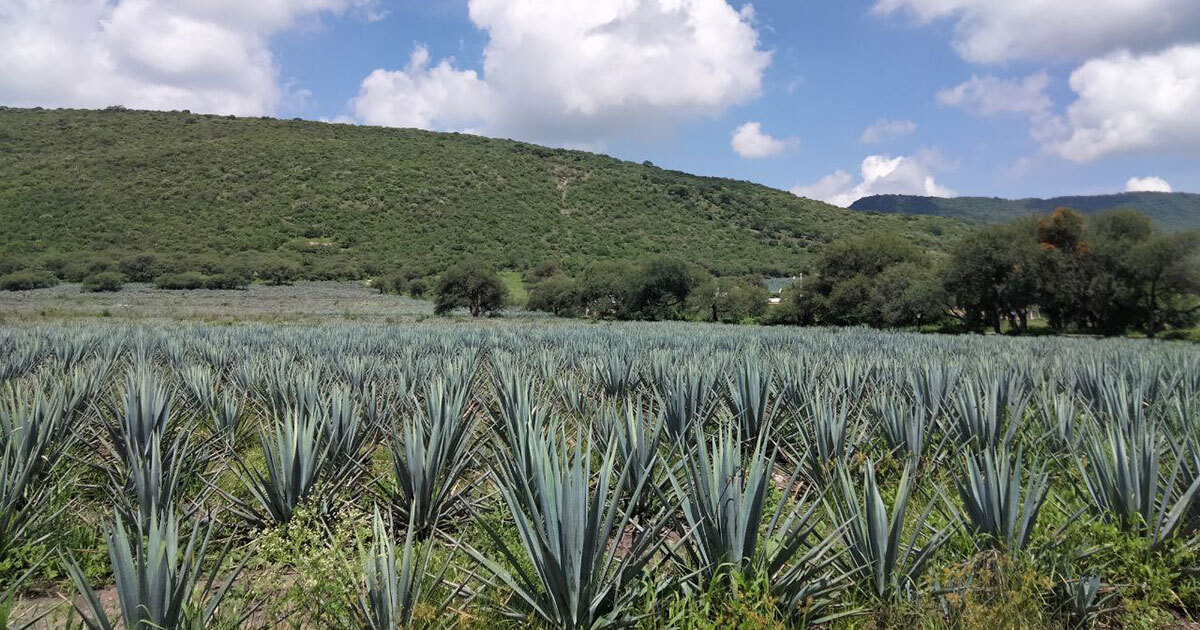 Productores de agave en Guanajuato enfrentan crisis por baja de precios y despidos masivos 