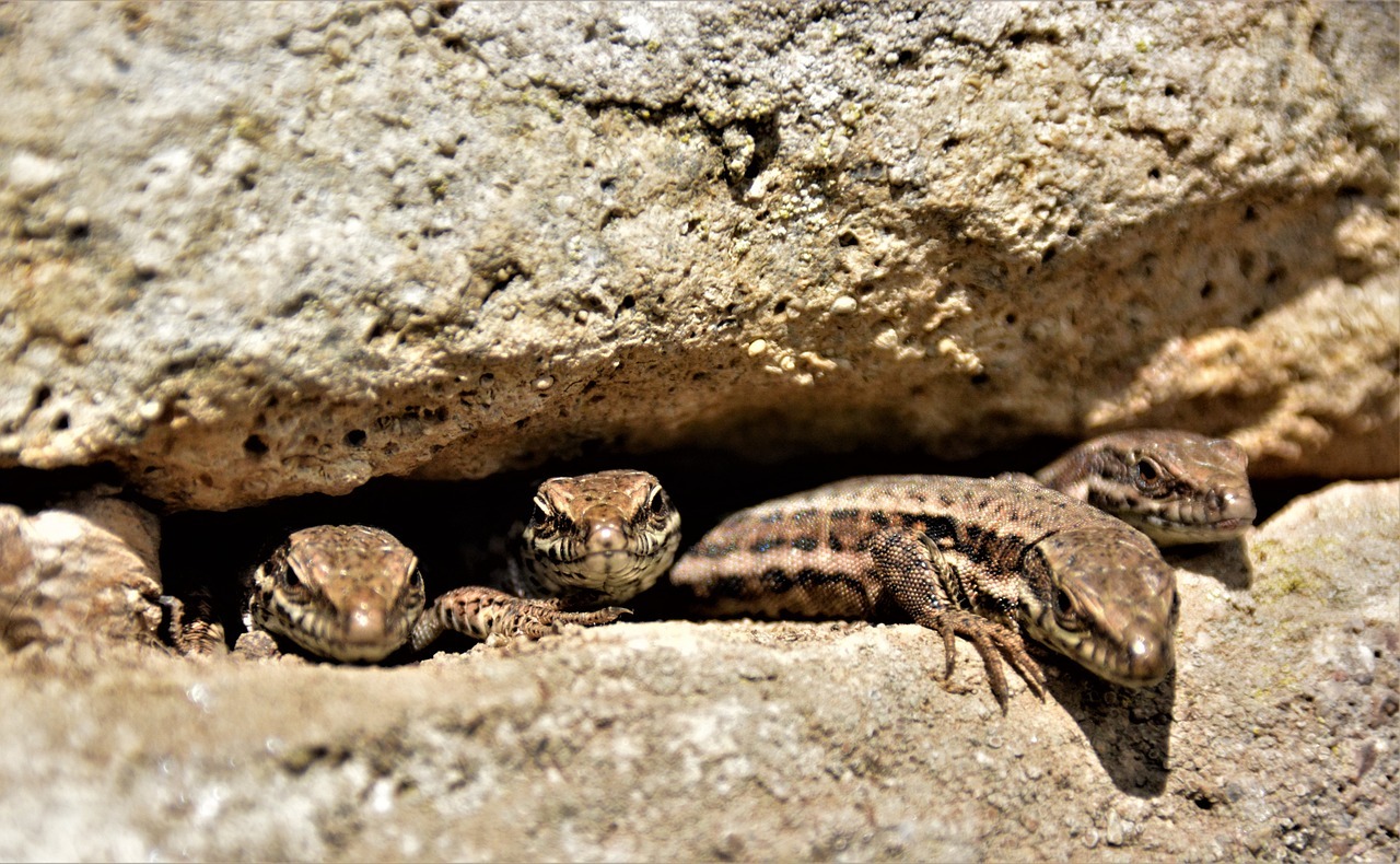 ¿Qué se celebra hoy 14 de agosto 2024 en México? Día Mundial del Lagarto