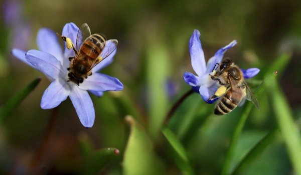 ¿Qué se celebra hoy 17 de agosto 2024 en México? Día Nacional de las Abejas 