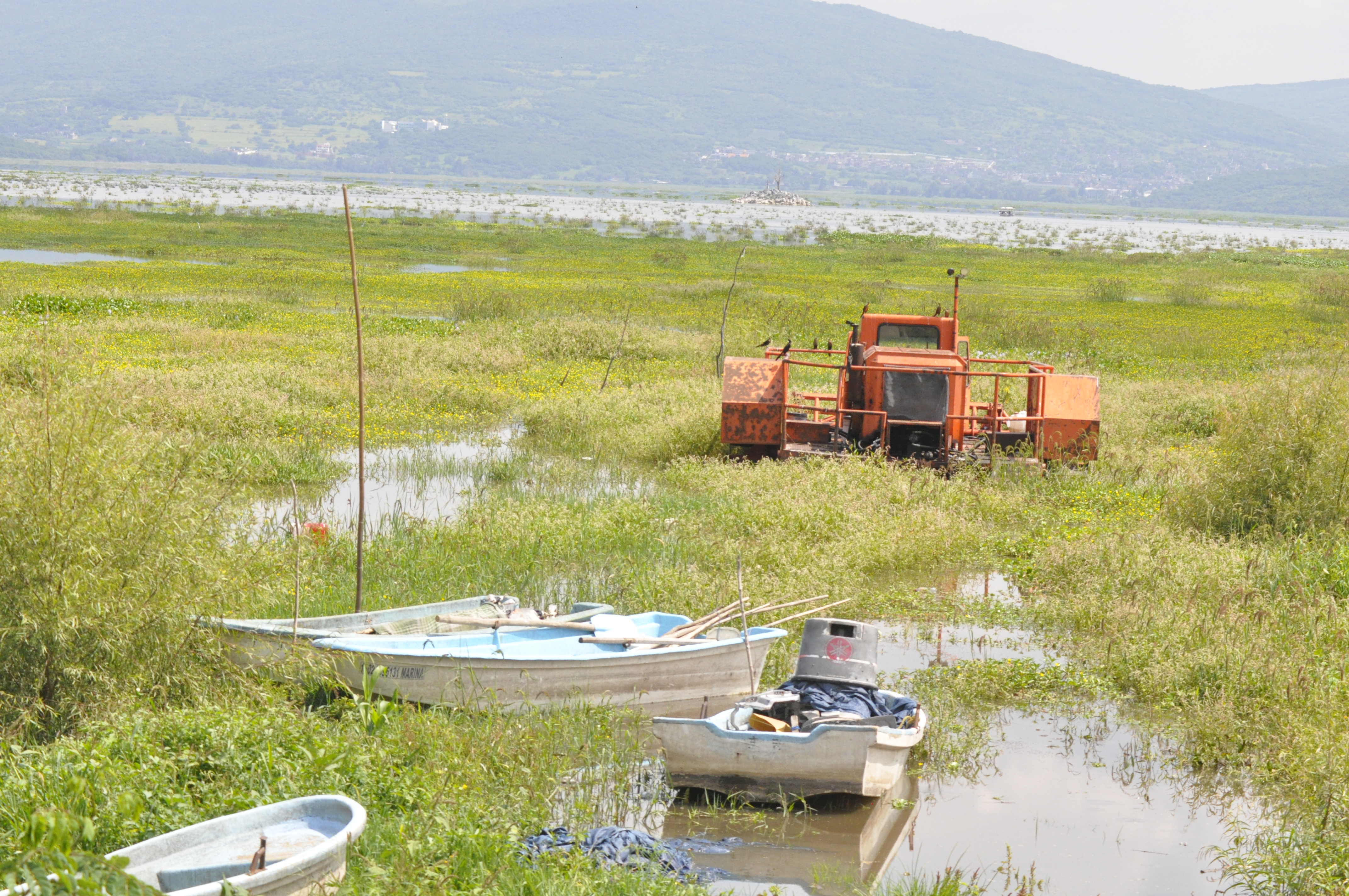 Pescadores urgen siembra de peces ante crisis en la Laguna de Yuriria, ¿es posible? 