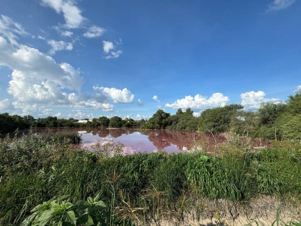 Conagua y Sapal se deslindan de agua rosa en Puerta de San Germán, ¿es peligrosa? 