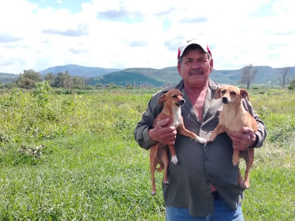 Busca don Fidel a su burrito: se lo llevó la inundación en Manuel Doblado