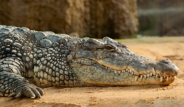 ¿Qué se celebra hoy 23 de agosto 2024 en México? Día Nacional del Cocodrilo 