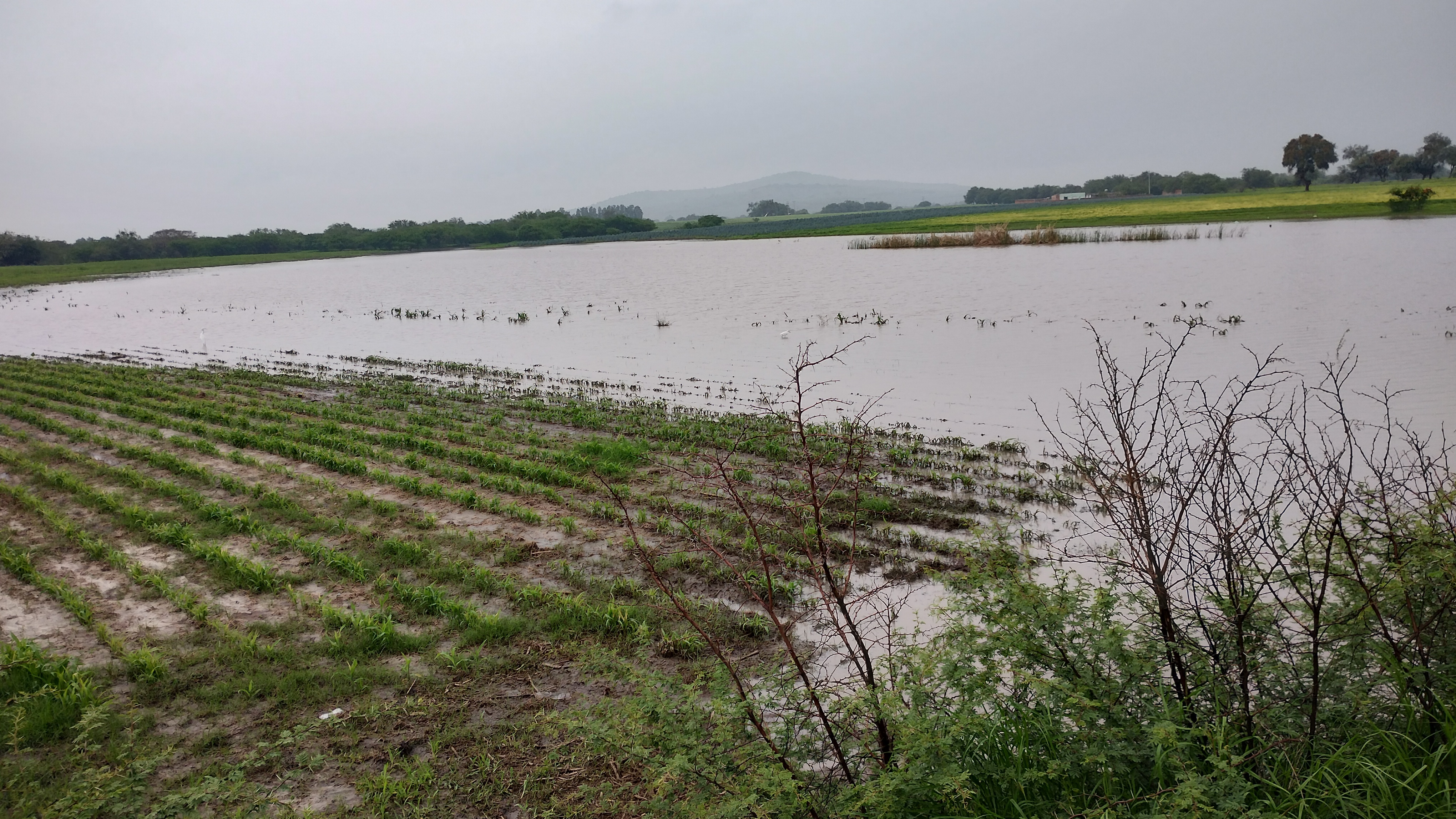 Lluvias dejan decenas de cultivos en Pénjamo bajo el agua; agricultores luchan por salvarlas