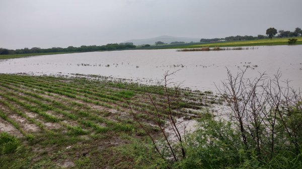 Lluvias dejan decenas de cultivos en Pénjamo bajo el agua; agricultores luchan por salvarlas