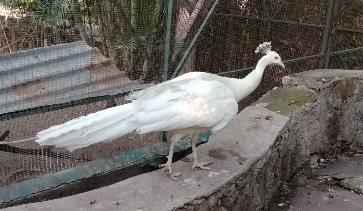 Zoológico de Irapuato protege su refugio de aves