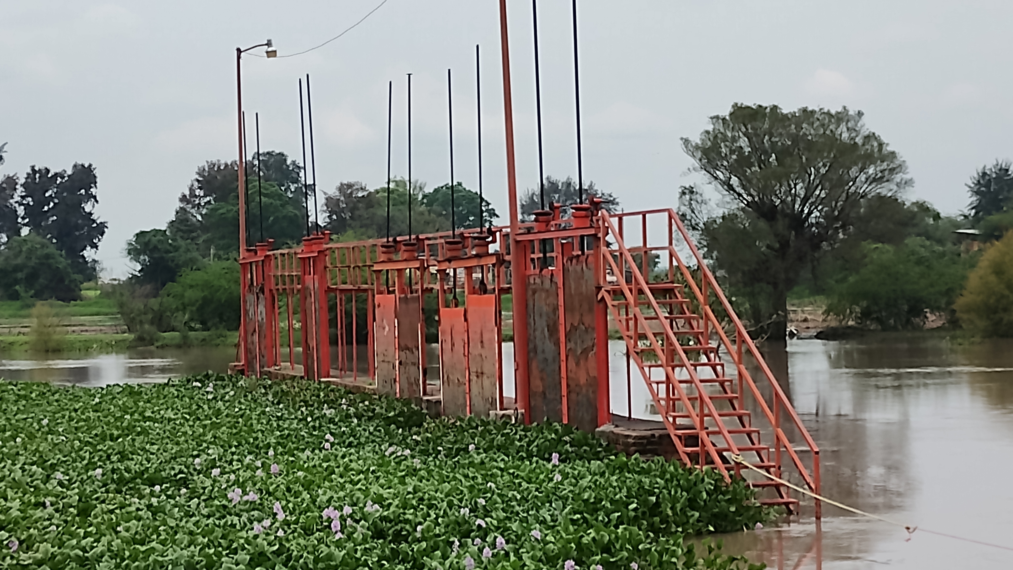 Lirio acuático invade ríos Lerma y Turbio en Guanajuato y aumenta el riesgo de desbordamientos