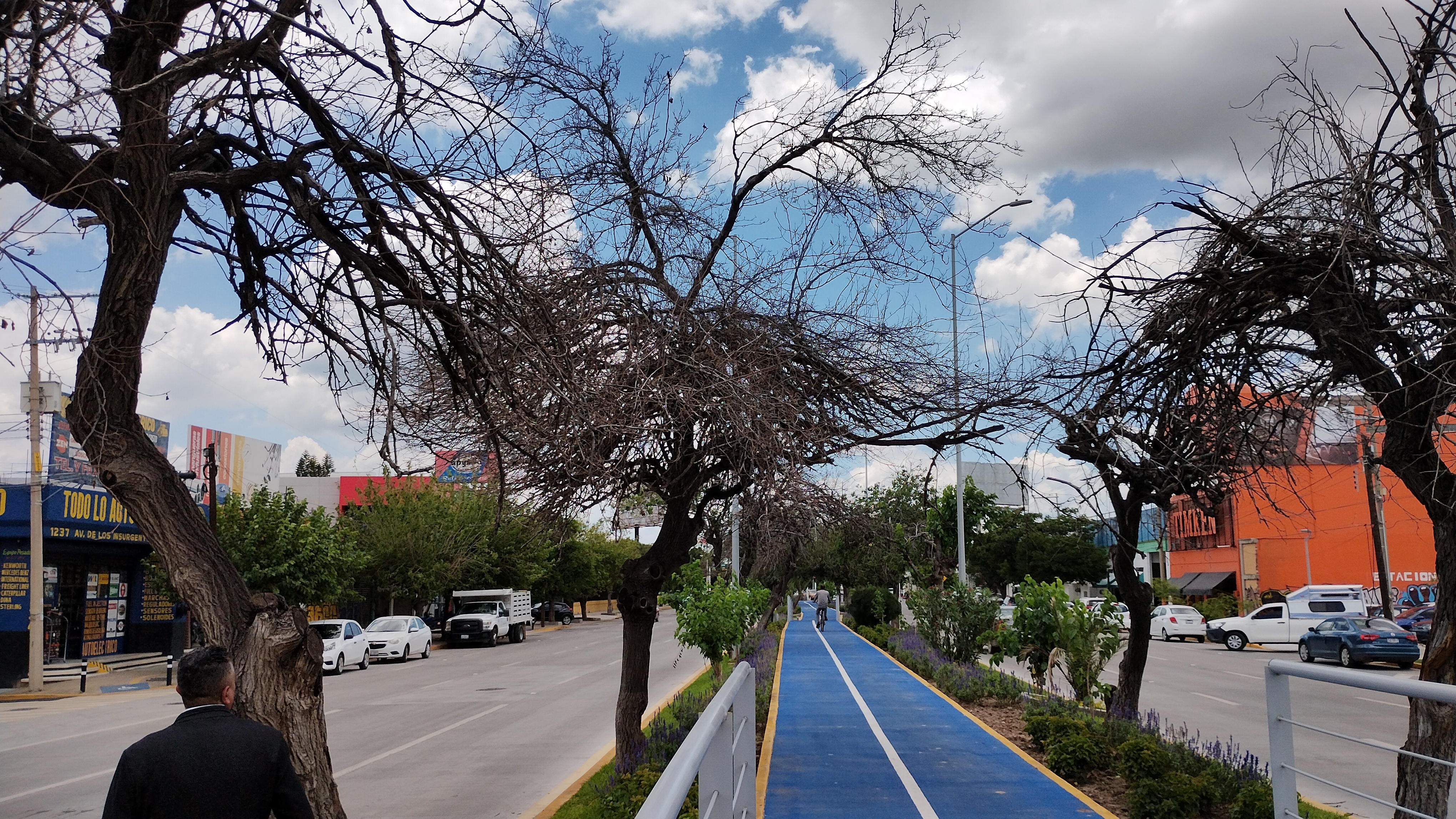 ¡No están muertos son refugio de aves! Árboles secos en Irapuato tienen una función ecológica