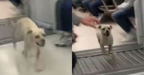 Perro corre vagones se vuelve viral tras pasear en el Metro de la CDMX