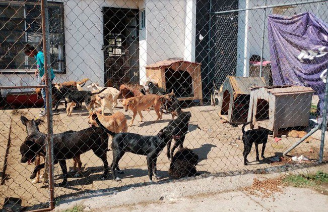 Por 30 años, albergue ‘Ángeles Rescatados’ ha cuidado de casi cien perritos en Salamanca 