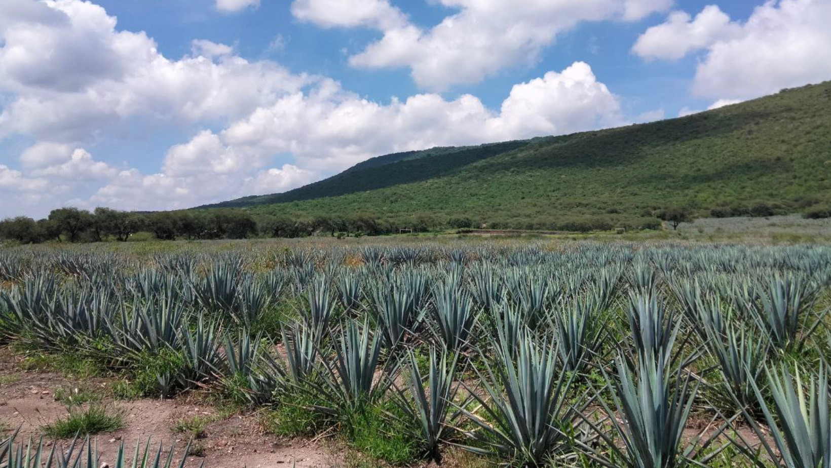 Construyen hornos para procesos de agave en San Francisco del Rincón  