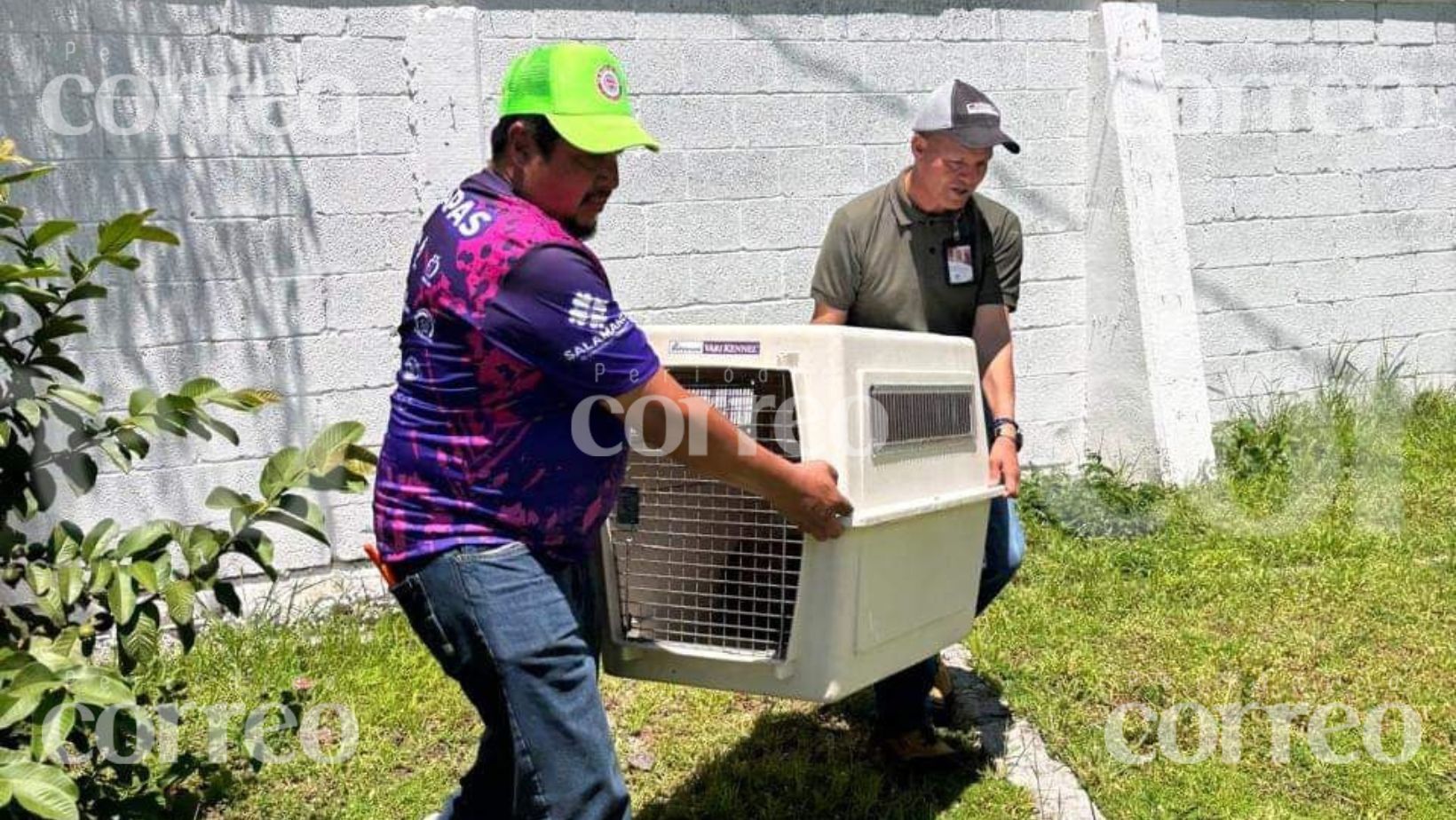 Rescatan coyote de cautiverio ilegal en Salamanca, estaba en condiciones pésimas