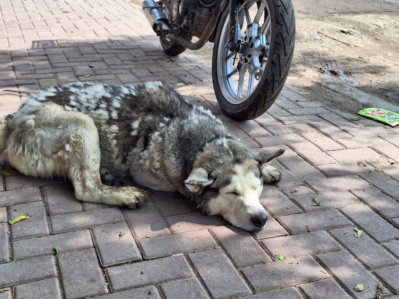 Abandonan a perritos en San Juan de Abajo, León; muchos de ellos mueren atropellados 