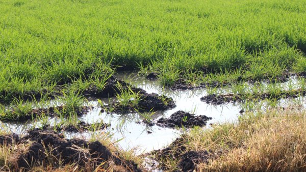 Campo de Guanajuato enfrenta crisis por abandono de tierras