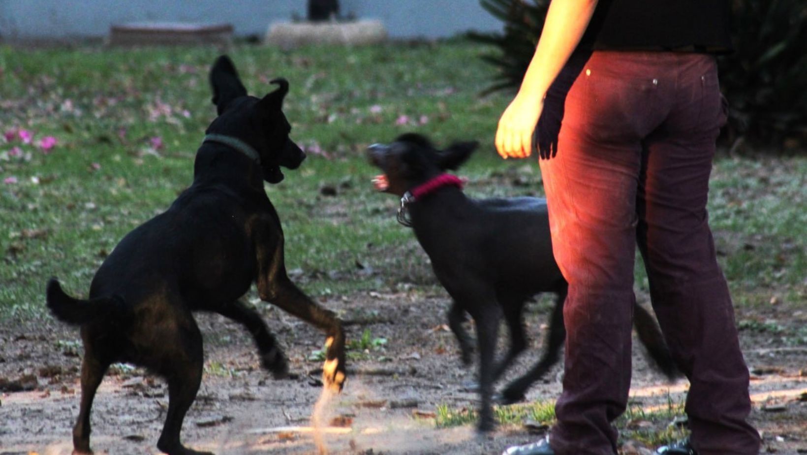 Así puedes ayudar a perros y gatos abandonados en el Croquetón Celaya 2024