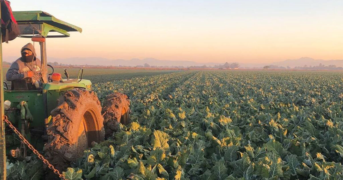 Estas son las verduras que más exporta Guanajuato y traen millones de dólares