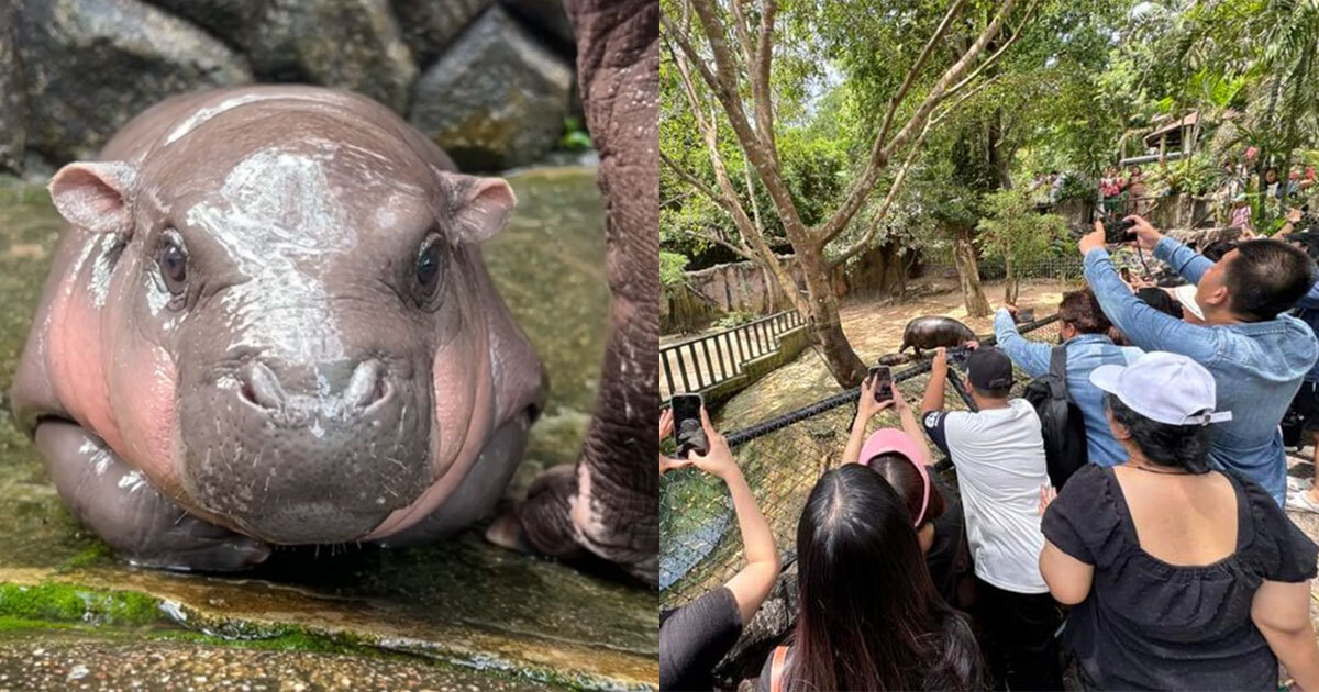 Video | Moo Deng, el adorable hipopótamo bebé que se volvió viral en TikTok 