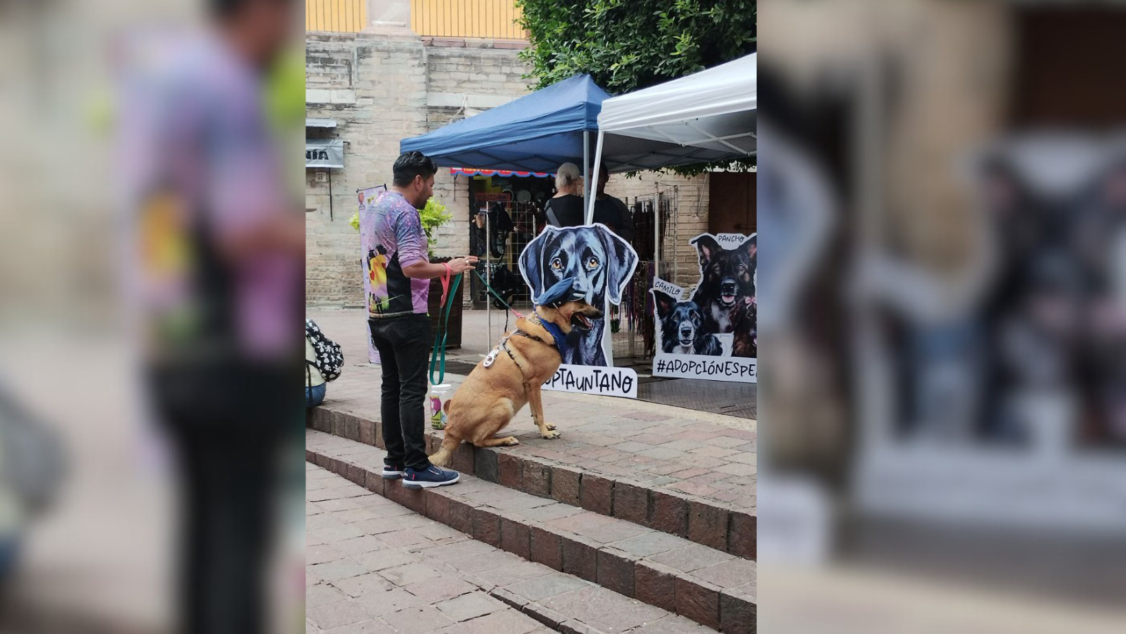 Participa en la carrera 'Corre con tu perro' y apoya a Corazón Animal en Guanajuato Capital