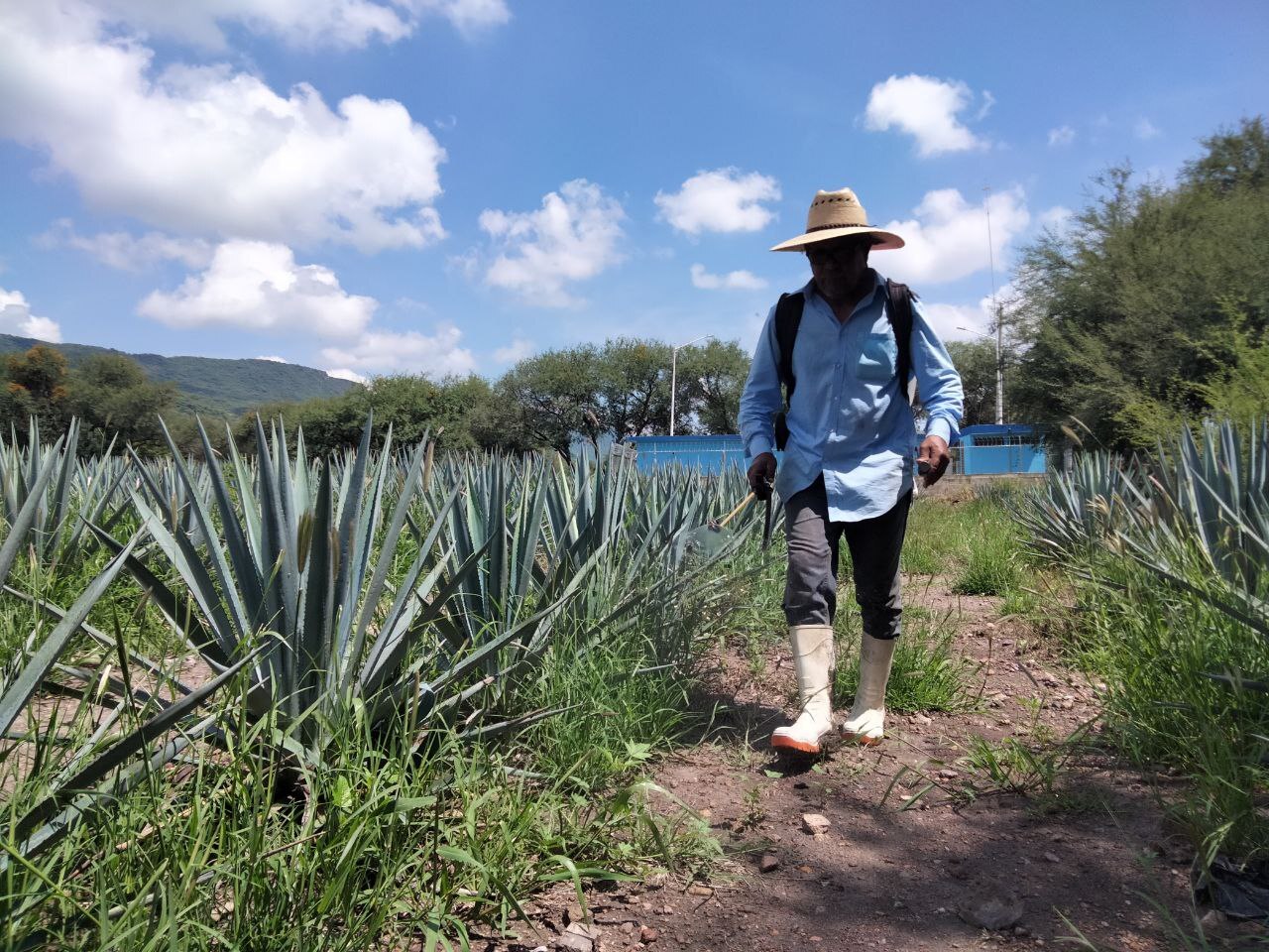 Al agave no lo quieren “ni regalado“ en San Francisco del Rincón