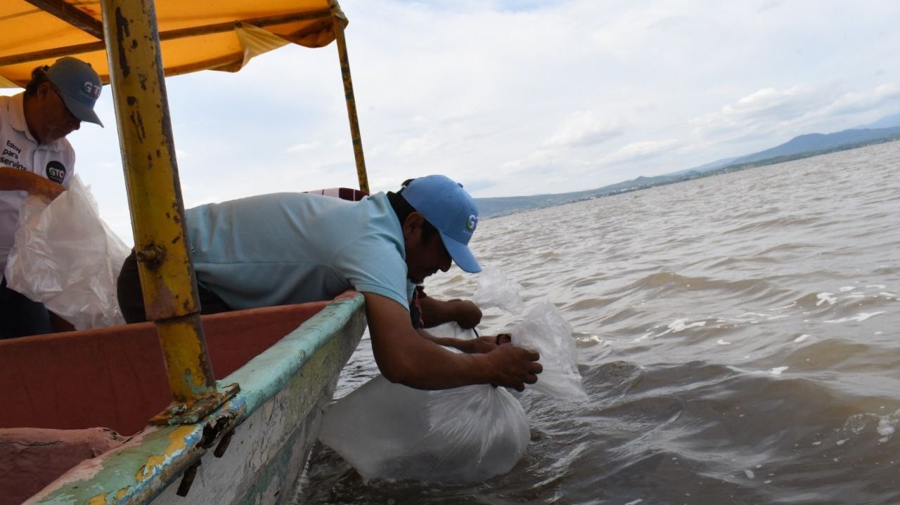 Liberan 200 mil crías de tilapia en Laguna de Yuriria; piden esperar a que crezcan