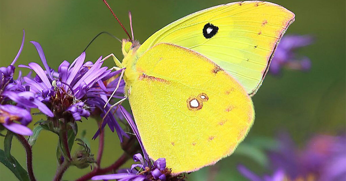 ¿Por qué hay tantas mariposas amarillas en Guanajuato? Viajan desde Estados Unidos y Canadá