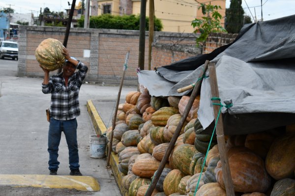 Productores de calabaza en Loma de Zempoala de Yuriria celebran buena cosecha