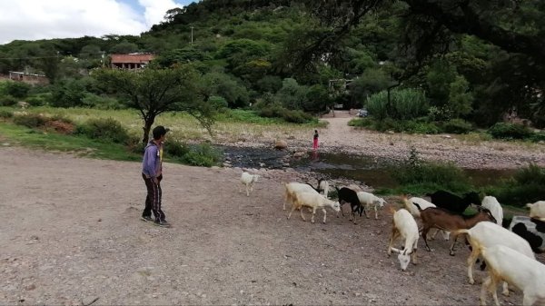 Pese al regreso de las lluvias, productores no han podido recuperar su ganado en Guanajuato 