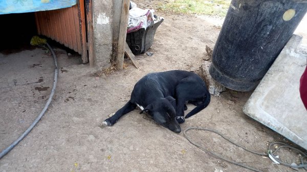 Irapuato aún no aplica sanciones por maltrato animal; reglamento sigue en fase de análisis 