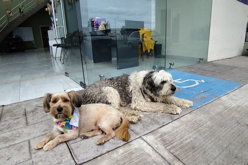 Ellos son Ralph y Bigotes, perritos rescatados que viven en la Casa de la Cultura de Salamanca 