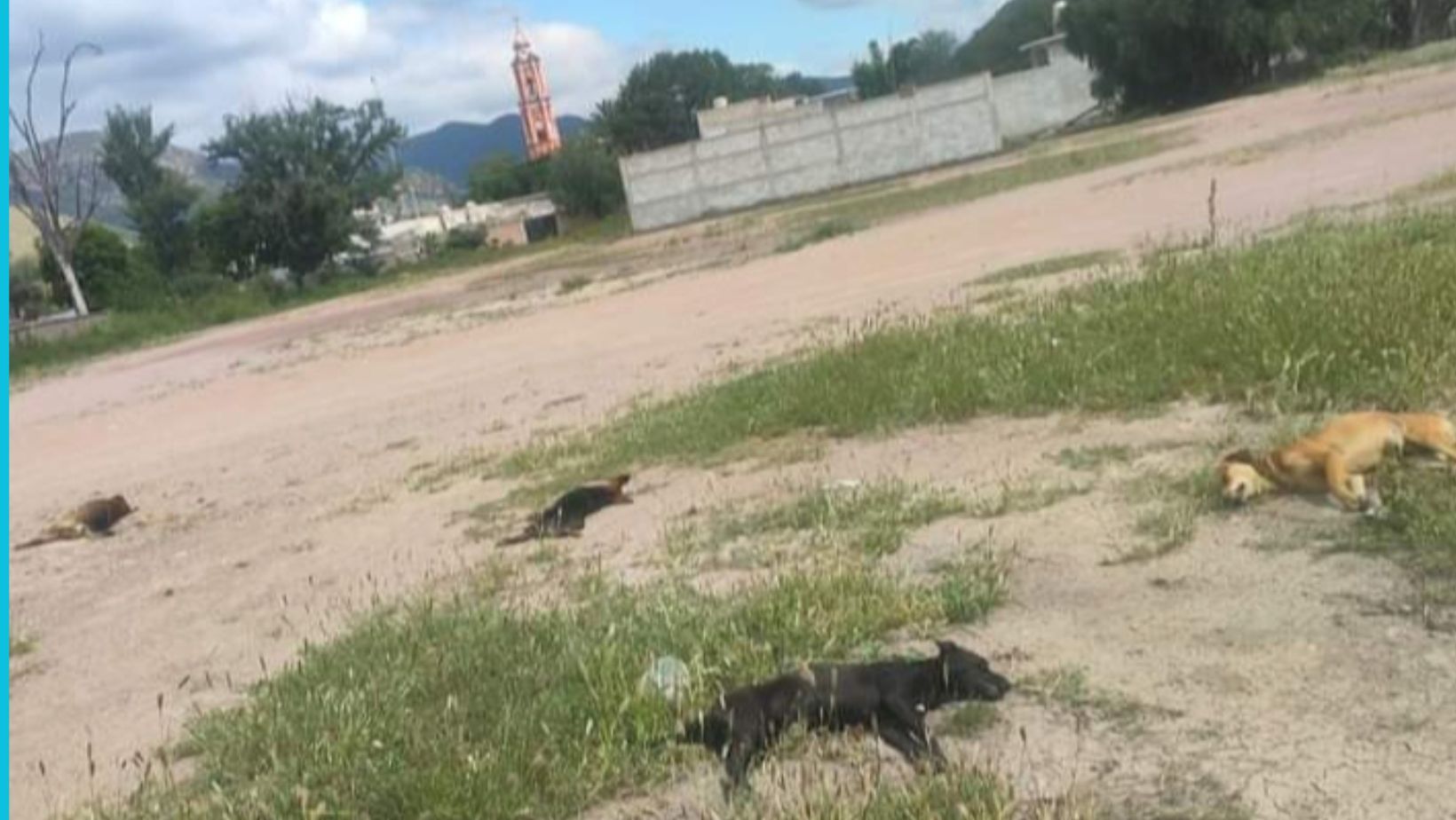 Residentes de Victoria denuncian envenenamiento masivo de perros callejeros