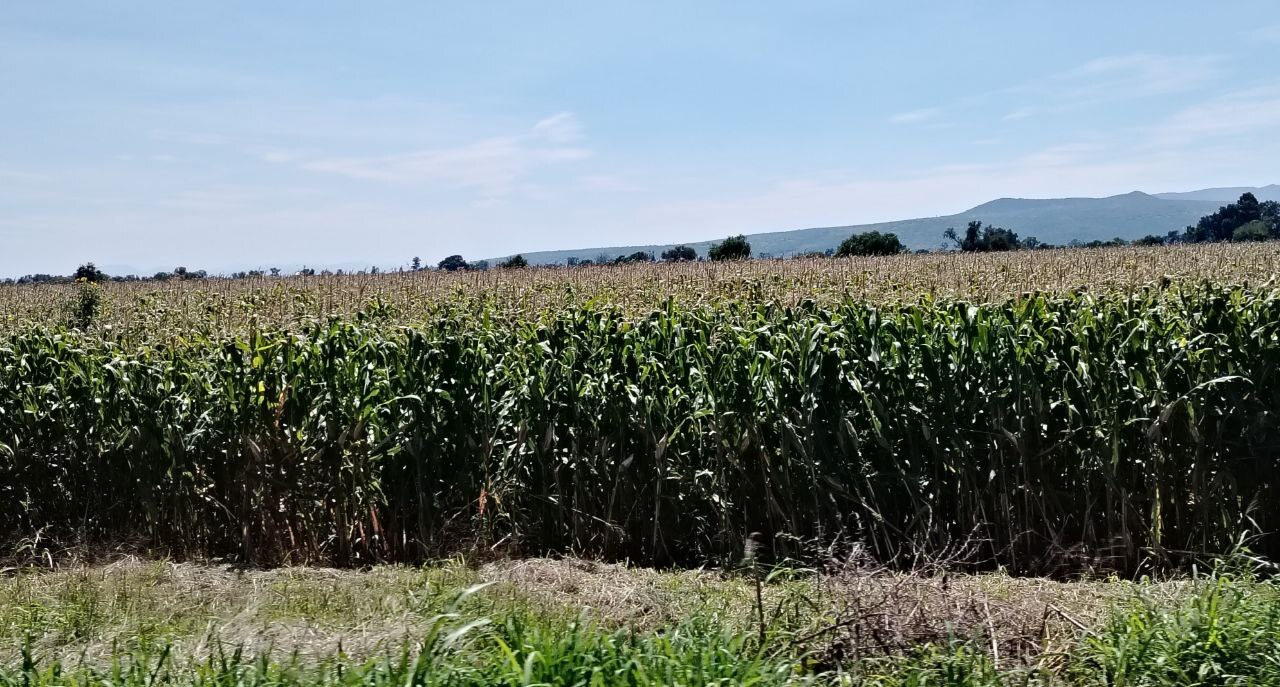 Roban en Salamanca milpas hasta en costales; piden agricultores vigilancia