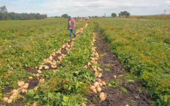 Campesinos de Silao y Romita cambian a la jícama, pero enfrentan precios bajos