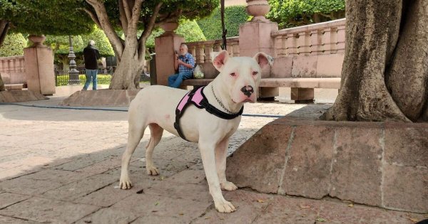 León intensifica campañas de esterilización de mascotas con 82 mil cirugías en tres años