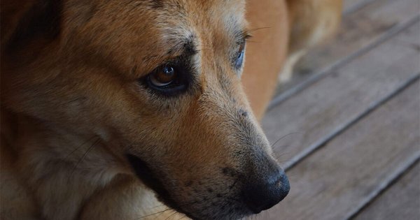 Despiden a empleados del Centro de Control Animal por violencia contra perros en San Miguel de Allende